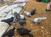 Turkish tumbler pigeon