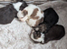 F1 maultipoo puppies
