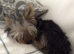 Purebred Teacup Yorkshire Terrier Boy