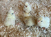 Cute little polish chicks