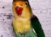Baby love birds