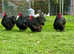 Exhibition / Show Black Orpington Large Fowl Chickens