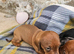 4 beautiful dachshund puppies for sale
