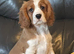 Beautiful cavalier boy