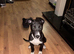 Lurcher
