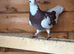 3 pigeons left