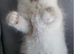 Supper fluffy Persian x ragdoll kittens