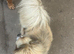 Male creme longfur chihuahua