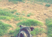 Staffy litter
