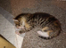 6 x kittens ready to reserve for loving homes