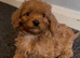 Cockapoo puppies..
