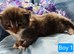 Pure bred Mainecoon kittens