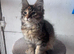 Maine coon female TICA registered and DNA tested