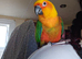 3 year old jenday conure