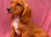 Cockapoo puppies