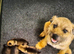 Border terrier kc reg