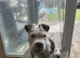 13 week old puppy