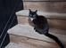 6mth old cats rescued