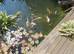 Pond Fish Job lot