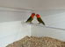 Dark factor violet green opaline Fischer's lovebirds