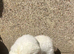 Teddy for sale