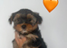 Pedigree KC registered Yorkshire terrier puppies