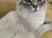 Beautiful Female Siberian Cat