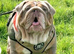 Beautiful English Bulldogs – Must Stay Together