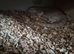 Male beardie dragon full set up