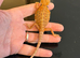 Tony baby bearded dragons