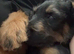 Male Rottie x Puppy for sale. 10 weeks old