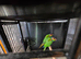 Pair of blue throated conures