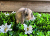 Gorgeous pure Mini lops
