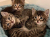 Kittens ready now