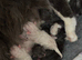 Mink ragdoll kittens born on the 10/07/26
