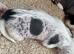 Chinese Crested hairless and powderpuff puppies girls /boys