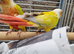 Proven mutatation conure breeding pair