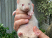 Ferret kits
