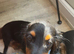 Stunning long haired dachshund puppy black and cream Only 1 left !