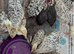 Quail chicks available