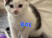 Gorgeous Half-Ragdoll Cross Kittens Looking for Loving Forever Homes