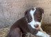 Tri coloured puppies Collie puppies