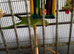 Indian ringneck