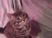 Tabby /maincoon cross