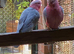 Proven breeding pair Galah Cockatoos  Sold subject to collection