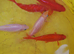 Pond goldfish x5 for sale