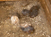 Beautiful Mini Quail