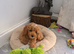 Toy f1b cavapoo puppies! last girl
