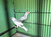 pair of pied Java sparrows