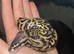 Baby royal python